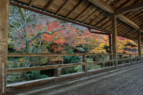 額縁の中の紅葉