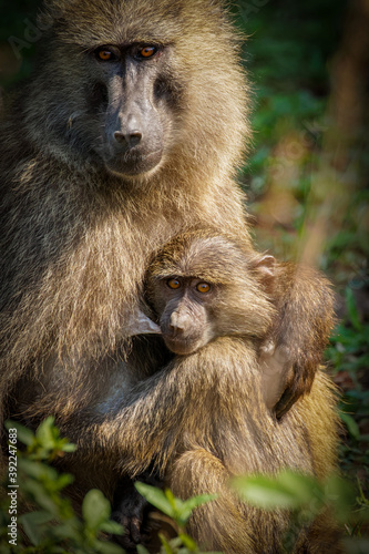 Chacma baboon (Papio ursinus) mother nursing young cute baboon baby, Lake Mburo national park, Uganda.