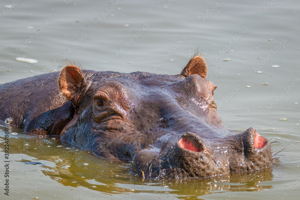 Hippo (Hippopotamus amphibious) relaxing in the water during the day, Lake Mburo National Park, Uganda. Hippo (Hippopotamus amphibious) relaxing in the water during the day, Lake Mburo National Park, Uganda.