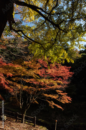 錦色の紅葉