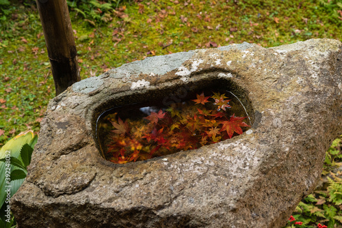 手水鉢の中の紅葉