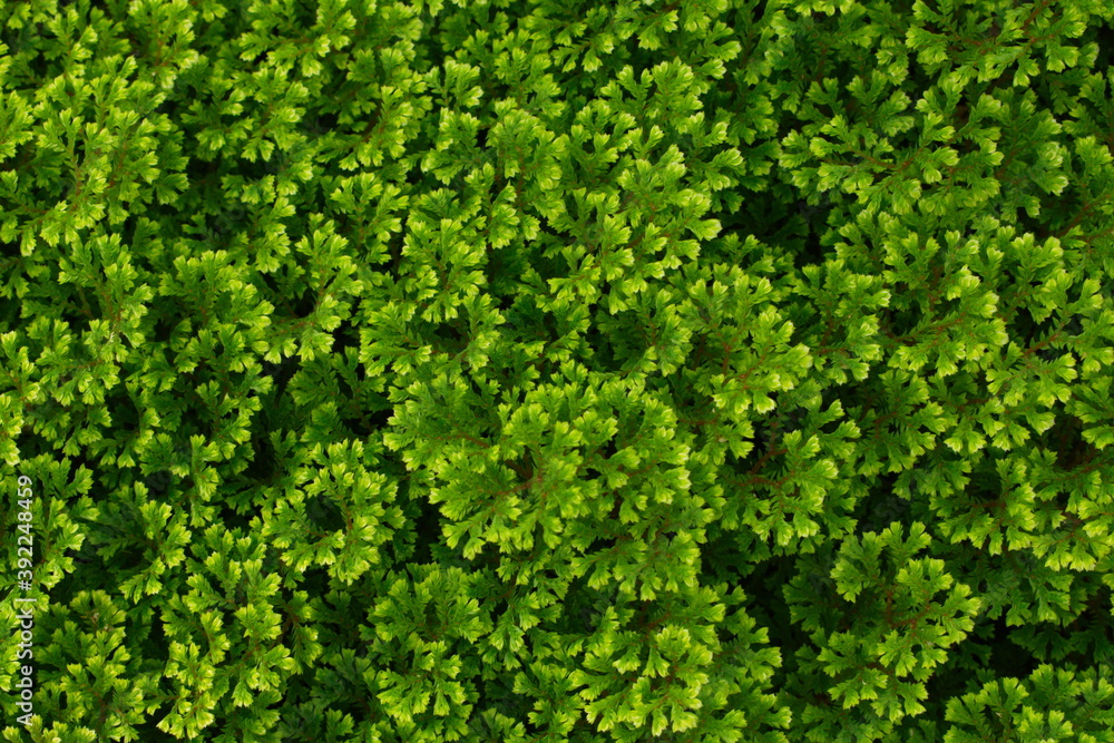 green ivy background