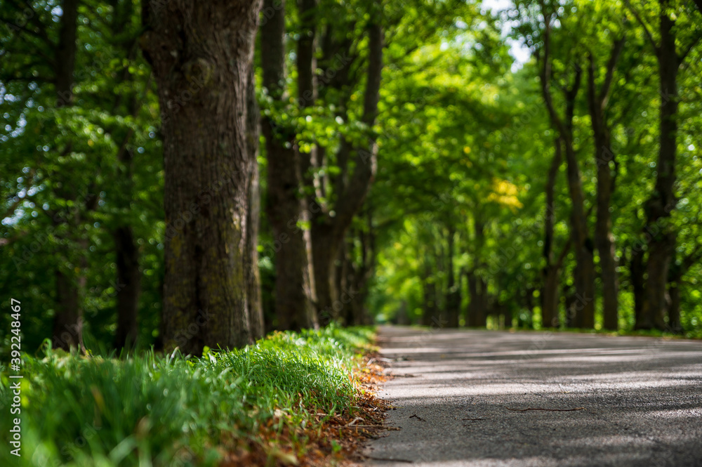 Fototapeta premium Beautiful roads and trails in nature.