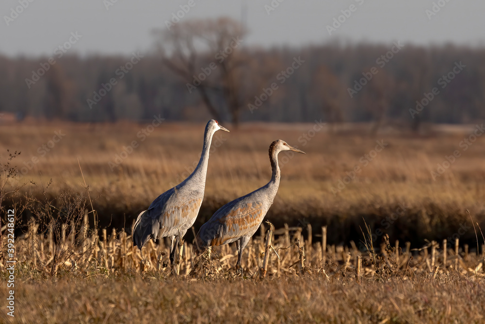 Obraz premium The flock of sandhill cranes on field