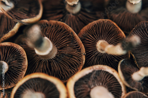 Close up cluster of psychoactive mushrooms umbrellas 