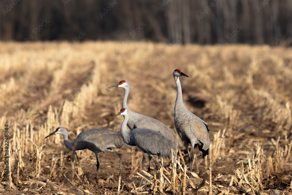 Fototapeta premium The flock of sandhill cranes on field