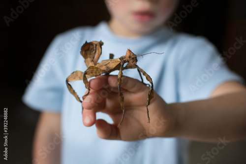 Little child with phasamid insect on his hands isolated on dark background. Saver insect concept photo