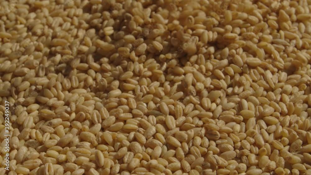 Wheat grains slowly falling down. Wheat grains slowly falling down.