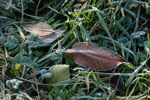leaves in hoarfrost