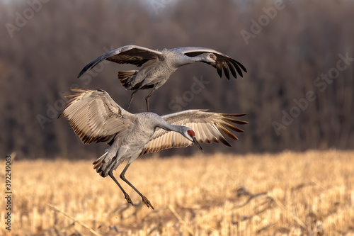 The sandhill cranes in flight
