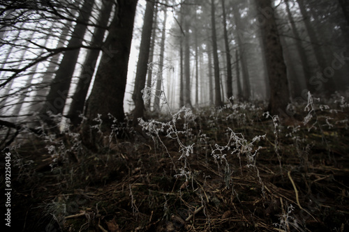 Fototapeta Naklejka Na Ścianę i Meble -  Las