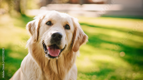 Loyal Golden Retriever Dog Sitting on a Green Backyard Lawn, Looks at Camera. Top Quality Dog Breed Pedigree Specimen Shows it's Smartness, Cuteness, and Noble Beauty. Colorful Portrait Shot