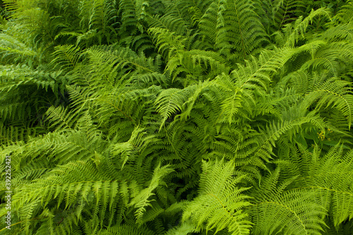 Perfect natural fern pattern. Abstract green fern leaf texture