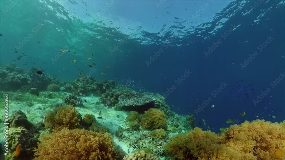 Tropical fishes and coral reef underwater. Hard and soft corals, underwater landscape. Philippines. Tropical fishes and coral reef underwater. Hard and soft corals, underwater landscape. Philippines.