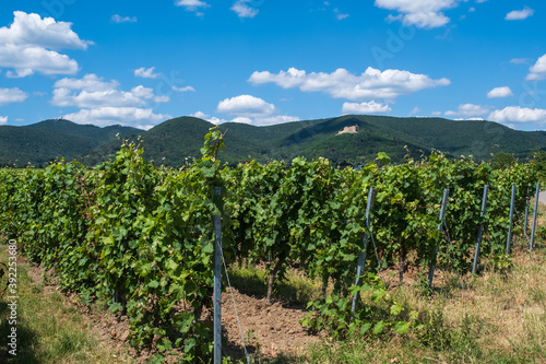 Vines in the Palatinate   Germany  with the Hambach Castle in the background