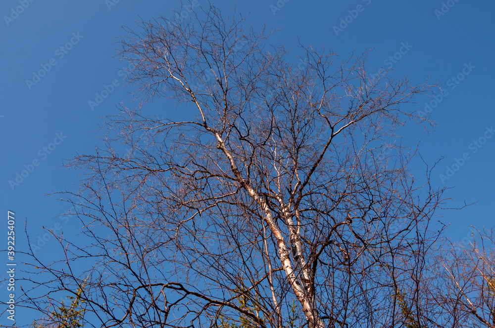 Birch and fir naked branches on the background of deep blue sky. Early spring in the sundown lights Birch and fir naked branches on the background of deep blue sky. Early spring in the sundown lights