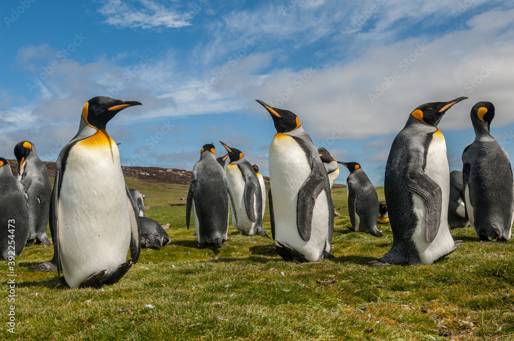 Obraz premium King Penguins, Falkland Islands
