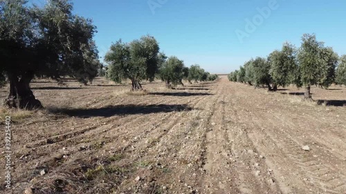 Wallpaper Mural Drone view of olive cultivation, in fields of Toledo, on a sunny day Torontodigital.ca