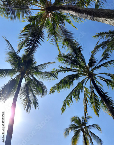 coconut trees