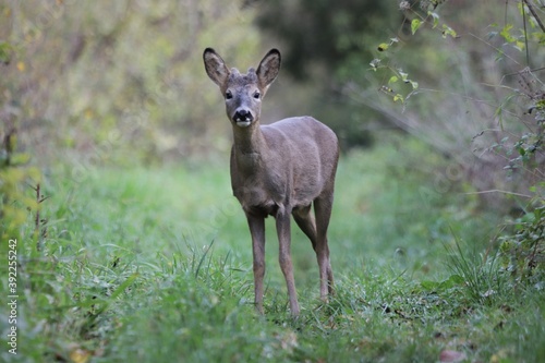 Young wild roe deer looking at camera