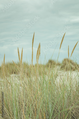 Vertical background with sand dunes  beach and beach grass alog the North Sea coast of he Netherlands