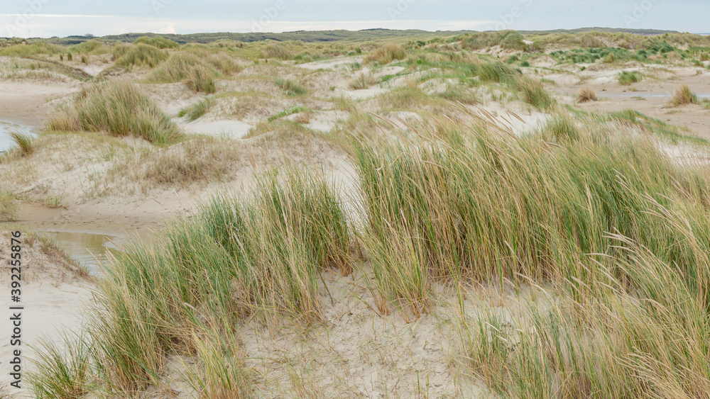 Landscape background with sand dunes, beach and beach grass alog the North Sea coast of he Netherlands Landscape background with sand dunes, beach and beach grass alog the North Sea coast of he Netherlands