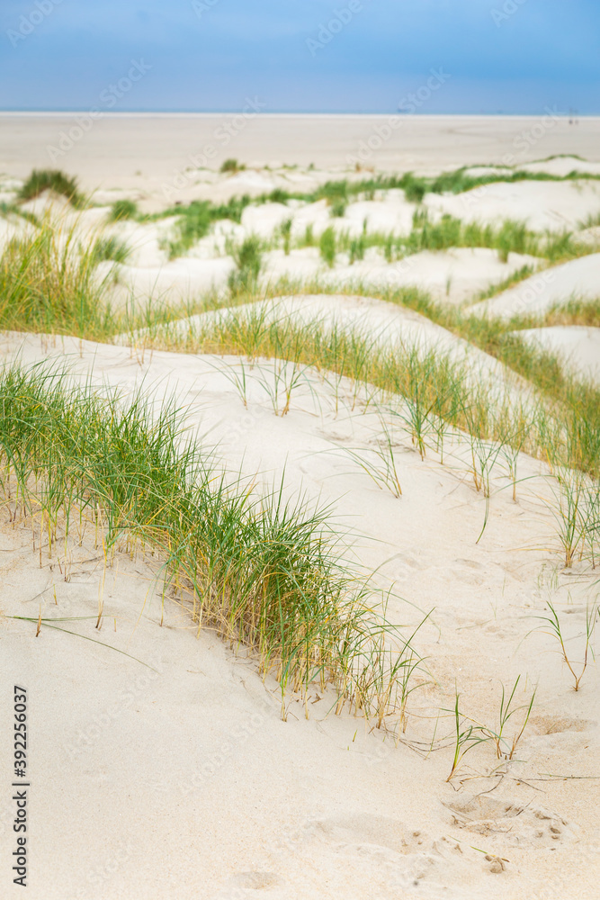 Vertical background with sand dunes, beach and beach grass alog the North Sea coast of he Netherlands Vertical background with sand dunes, beach and beach grass alog the North Sea coast of he Netherlands