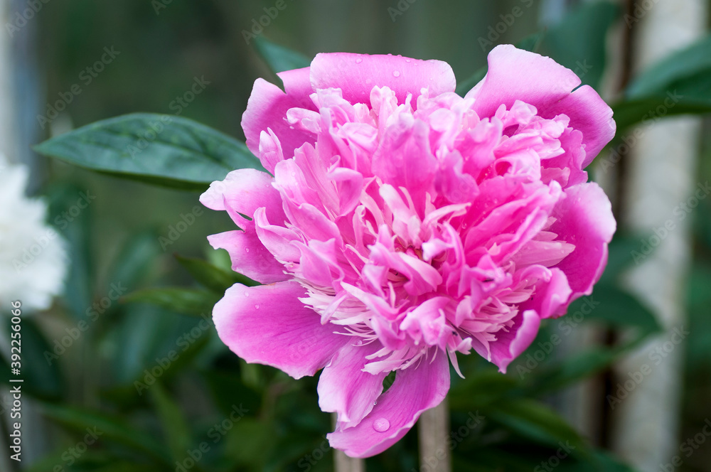 Obraz premium garden peony in spring
