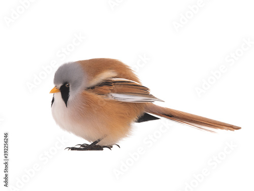  male beraded tit  (panurus biarmicus), isolated on white background. © fotomaster