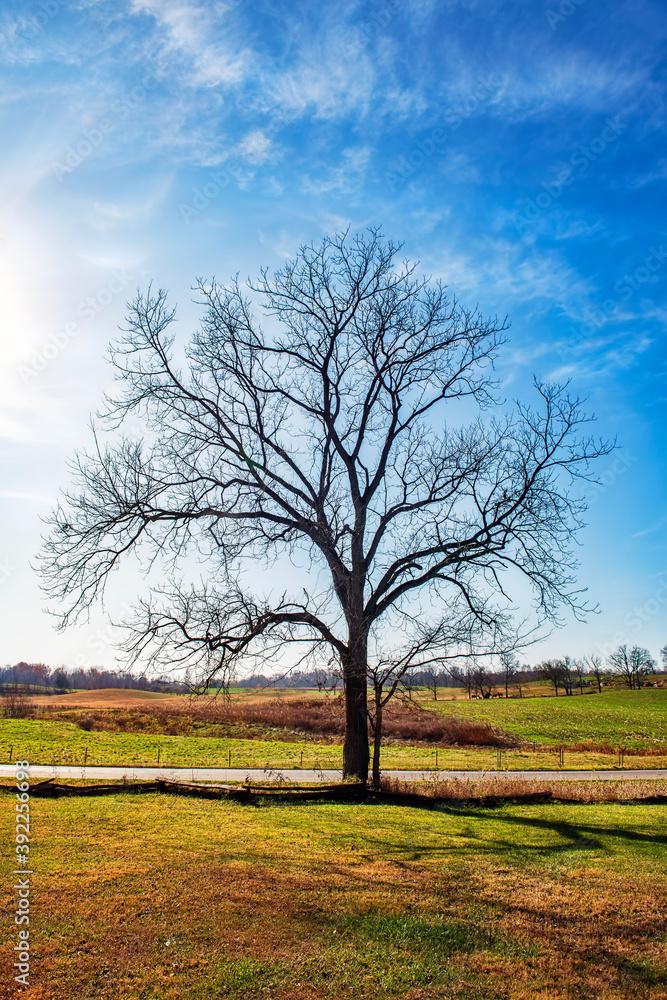 Lone tree at side of rural road. Lone tree at side of rural road.