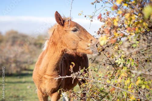 horse in the field