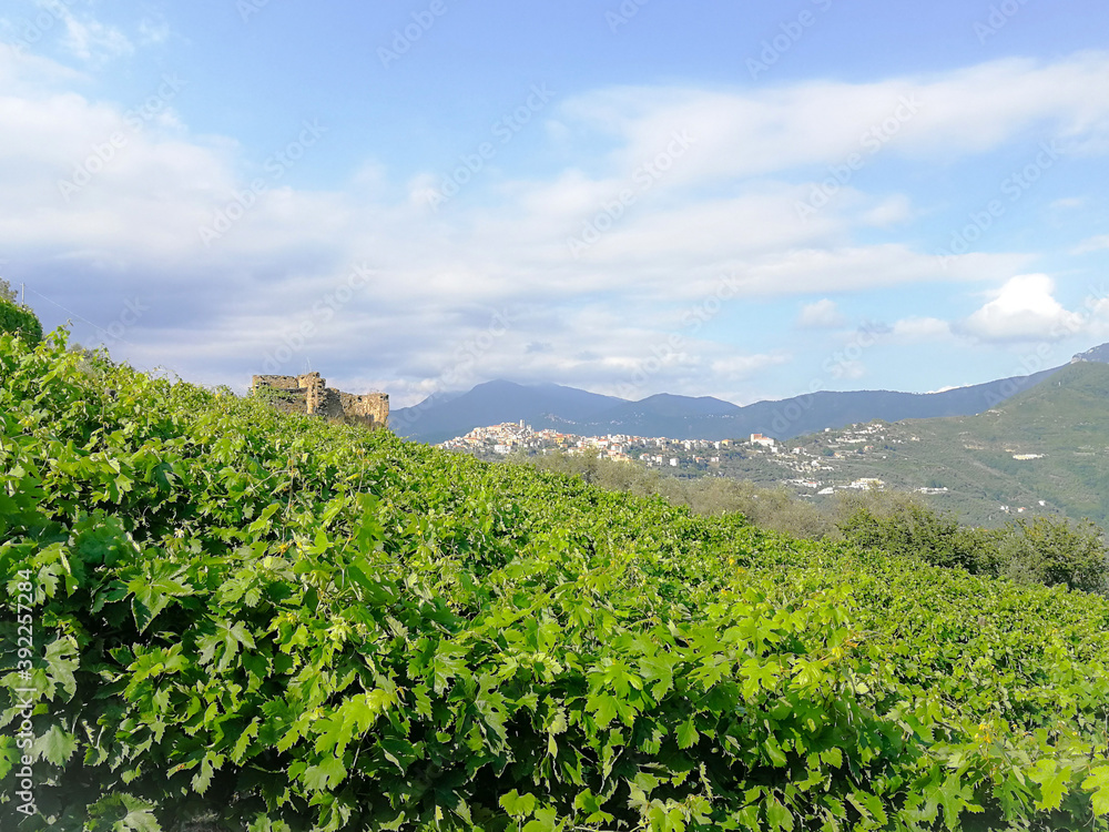 Vineyards of Rossese grapes in Liguria Italy