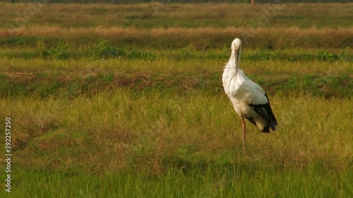 Kounotori Oriental White Stork standing in a rice field in Toyooka, Japan photo