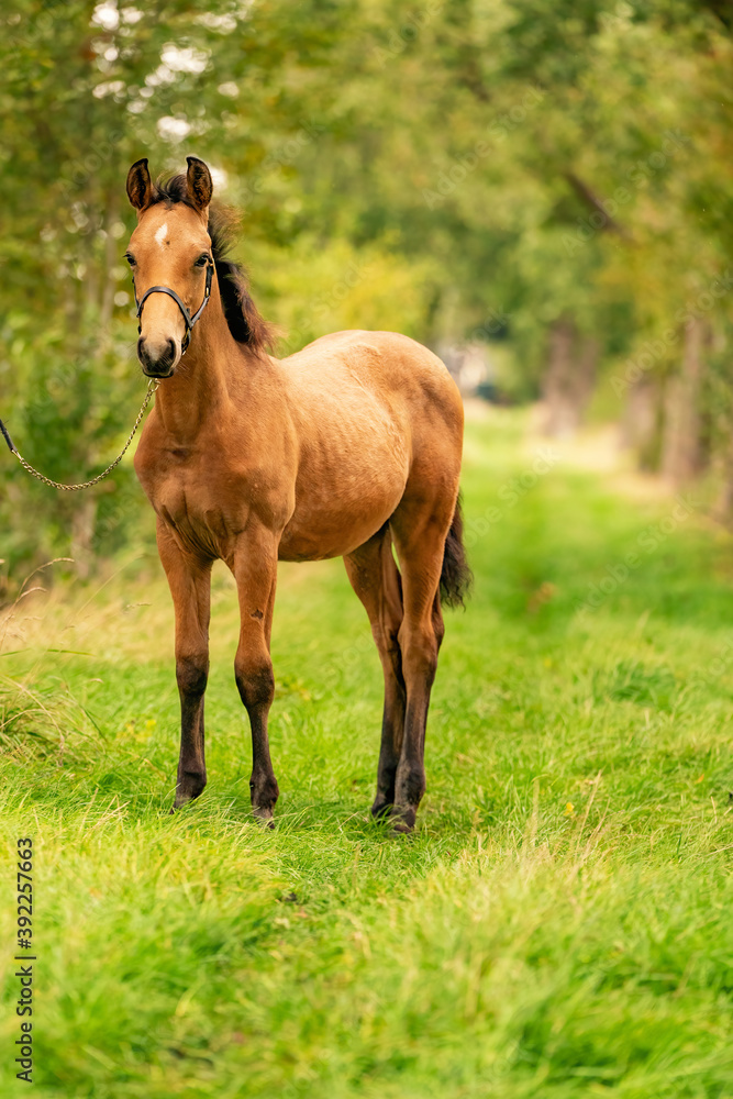 Portrait of buckskin foal, the horse with halter stands in the forest. Autumn sun Portrait of buckskin foal, the horse with halter stands in the forest. Autumn sun