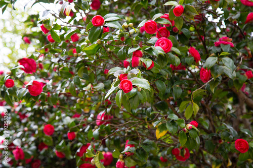 Close-up of a red Camellia freedom bell Japanese Camellia with green Leaves.