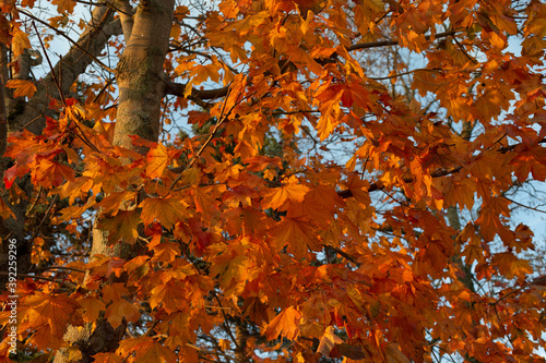 Colorful fall maple leaves in the early morning light