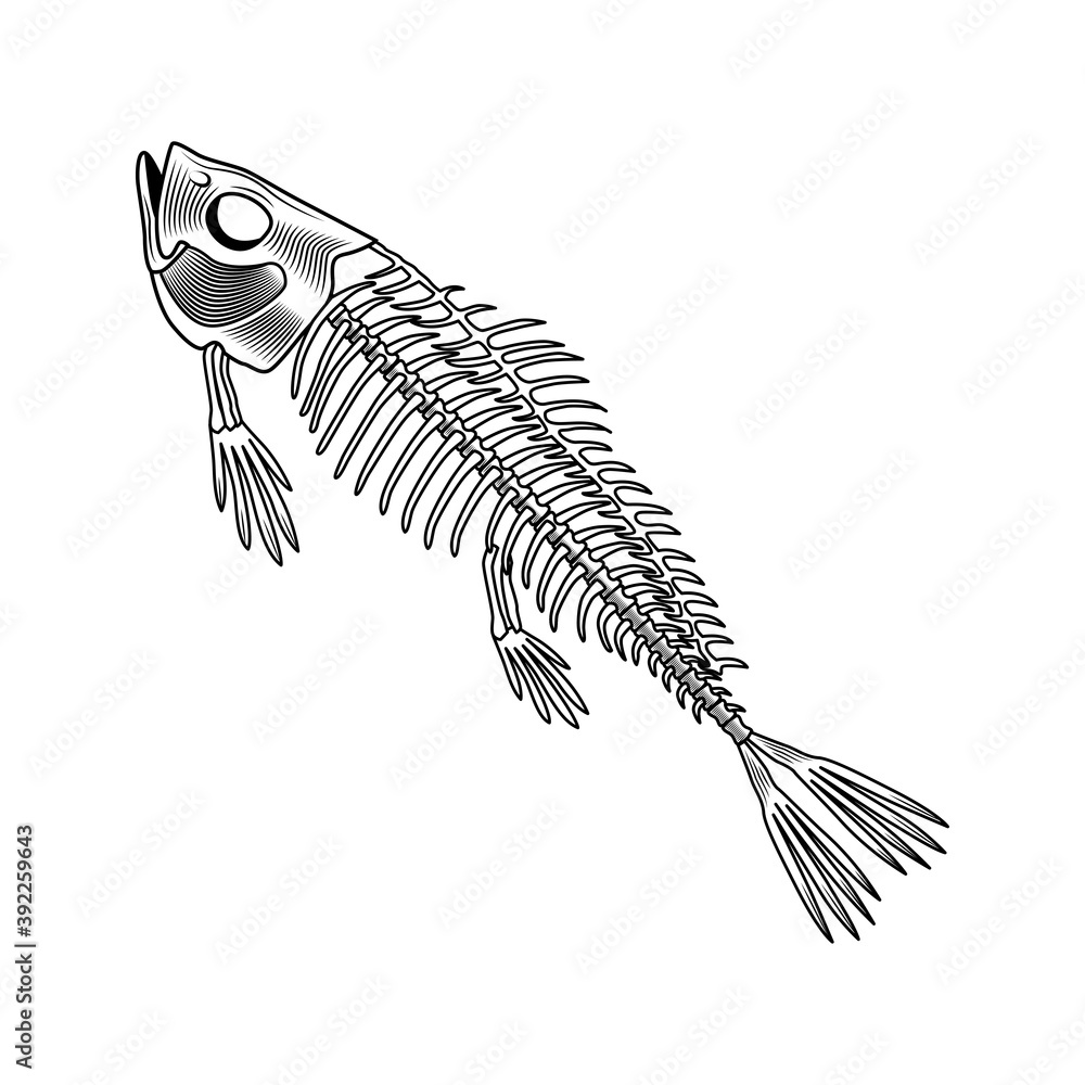 Salmon bones vector illustration. Fish skeleton, chord, fins, head and