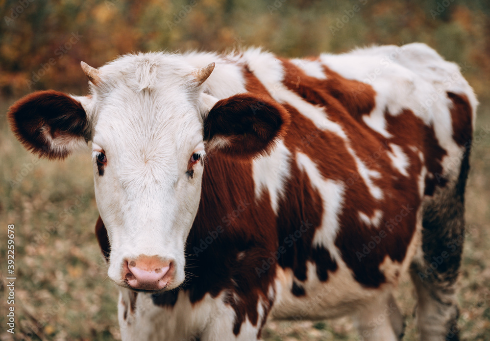 Muzzle of a young thoroughbred bull from the farm. Large horizontal portrait of a young cow. A white cow with red spots and small horns. Muzzle of a young thoroughbred bull from the farm. Large horizontal portrait of a young cow. A white cow with red spots and small horns.