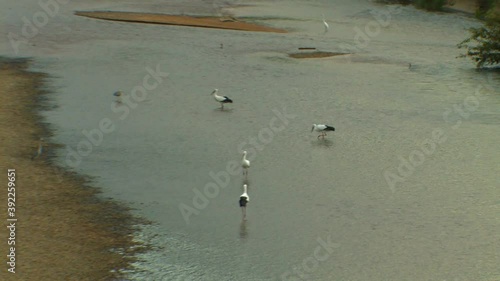 Oriental White Stork Looking for food in the stream Toyooka, Japan photo