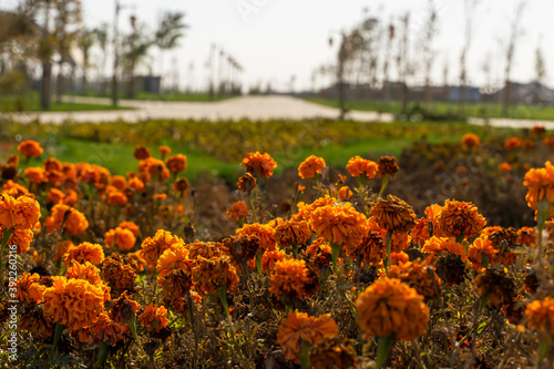 A park. Lawns and flowers of the park. Alley of the park. Landscaping of the alley. Green grass on the lawn. Decorative features of Zhibek Zholy park in Turkestan. photo