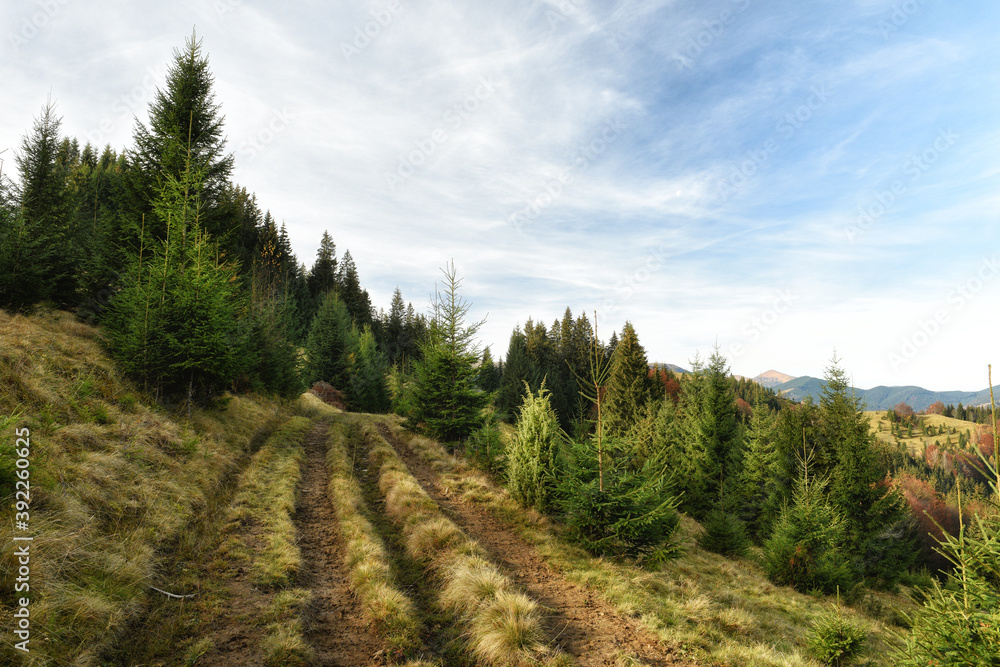 The road among the spruce forest in the mountains. Beautiful views of the green mountains. Carpathians. Ukraine