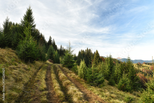 The road among the spruce forest in the mountains. Beautiful views of the green mountains. Carpathians. Ukraine
