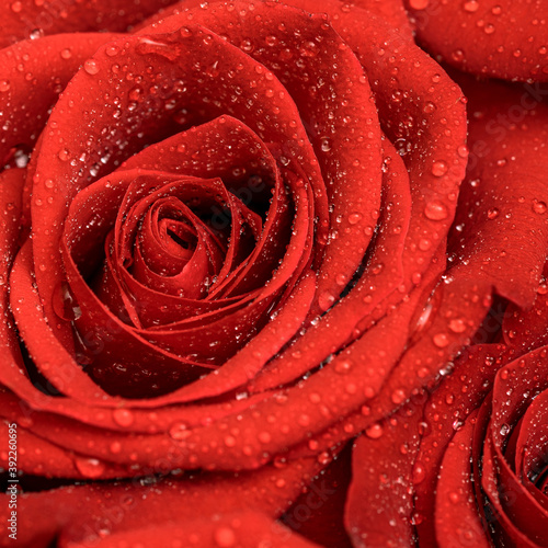 Red roses with drops close up texture background. Floral wallpaper.