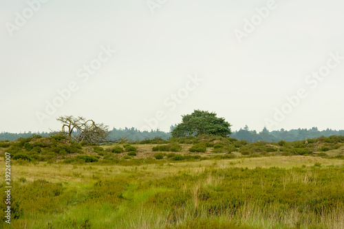Kalmthout heather landscape, with trees on a cloudy hazy day, Flanders, Belgium 