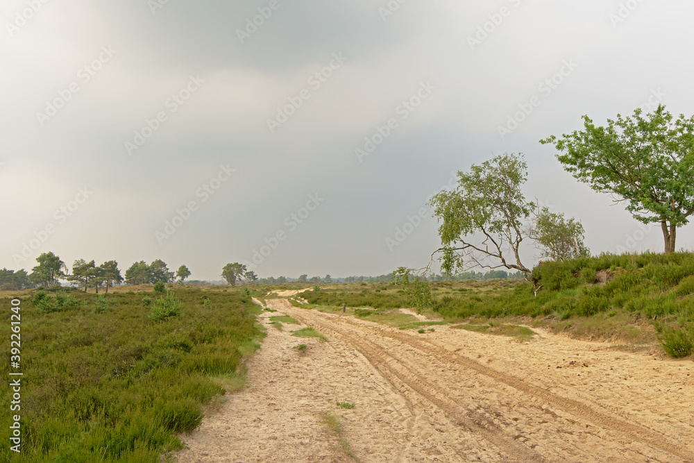 Obraz premium Sand track in a hazy heath landscape in Kalmthout, Flanders 
