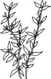 vector illustration of thyme. Herbs aromatic vector illustration. thyme vector icone. herbs vector image.  Aromatic herbs of italian cuisine. aromatic herbs thyme.