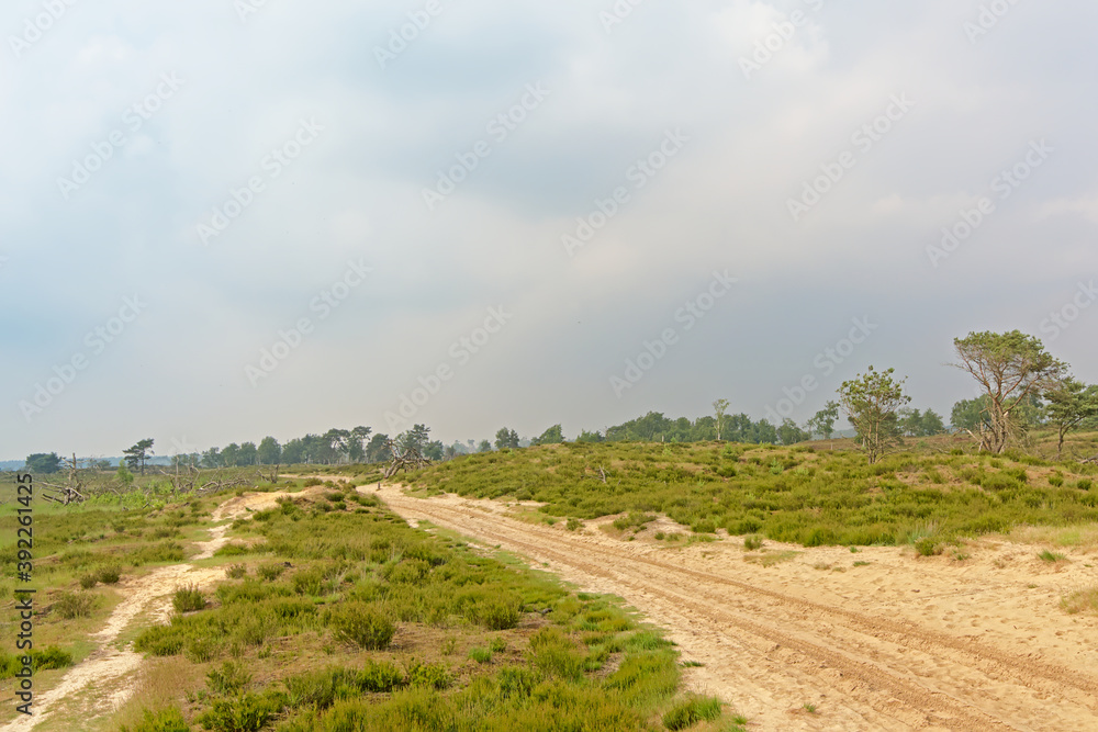 Sand track in a hazy heath landscape in Kalmthout, Flanders 