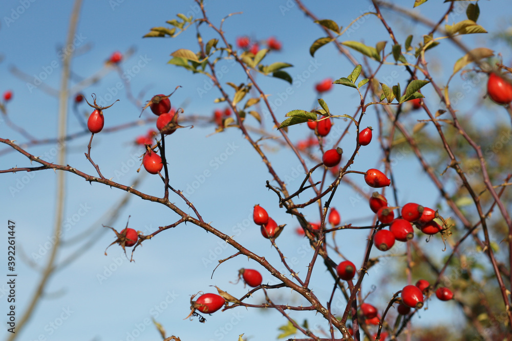 Frische rote Hagebutten am Strauch im Herbst. Früchte mit hohem Vitamin C Gehalt, Immunabwehr stärken. Frische rote Hagebutten am Strauch im Herbst. Früchte mit hohem Vitamin C Gehalt, Immunabwehr stärken.