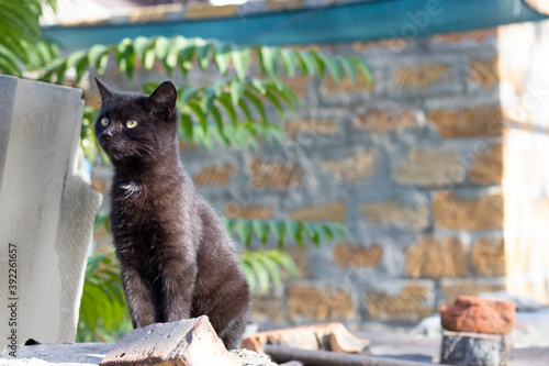 Little funny black cat sitting on the wall photo