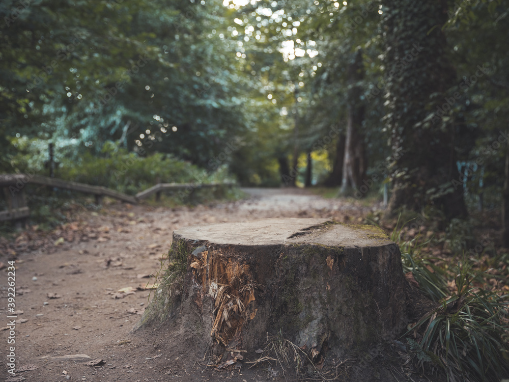 Stump in the woods